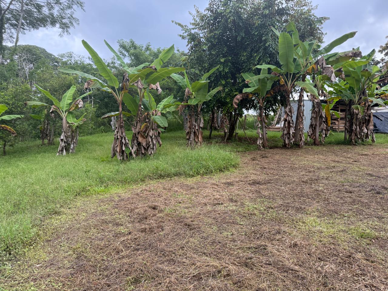 Lote Los Mangos